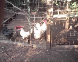 chickens1