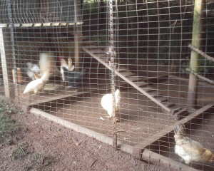 chickens2